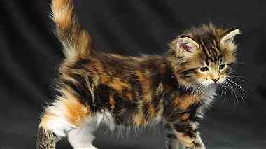 trained maine  coon  kittens available
