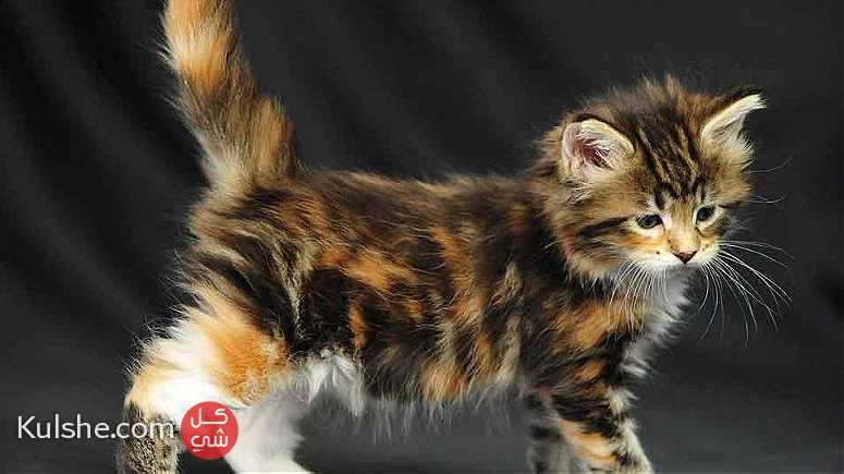 trained maine  coon  kittens available - صورة 1