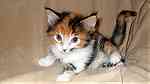 trained maine  coon  kittens available - صورة 2