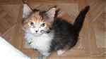 trained maine  coon  kittens available - صورة 3