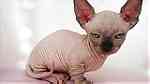 Canadian Sphynx kittens for sale - Image 1