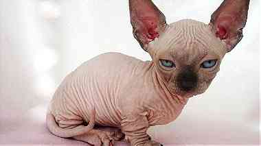 Canadian Sphynx kittens for sale