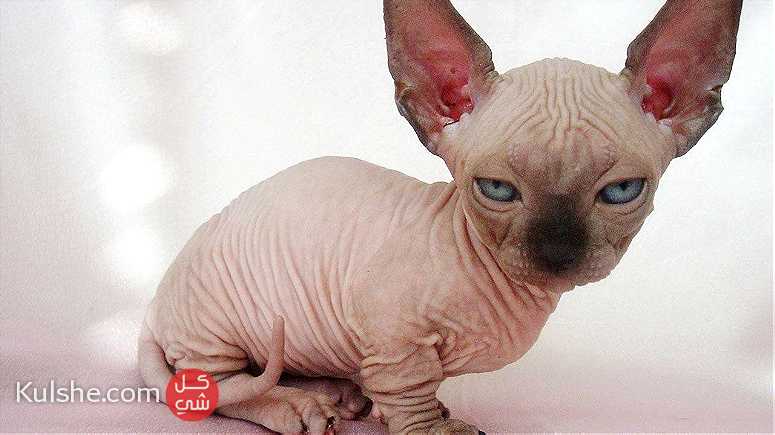 Canadian Sphynx kittens for sale - Image 1