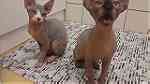 Canadian Sphynx kittens for sale - Image 2