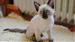 Bi color Siamese Kittens for sale - صورة 1