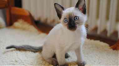 Bi color Siamese Kittens for sale