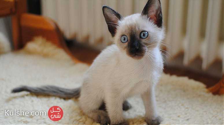 Bi color Siamese Kittens for sale - صورة 1