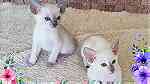 Bi color Siamese Kittens for sale - صورة 2