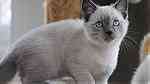 Bi color Siamese Kittens for sale - صورة 3