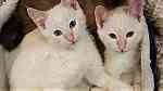 Bi color Siamese Kittens for sale - صورة 4