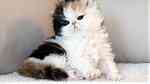 Persian Kittens needs a new home - Image 1