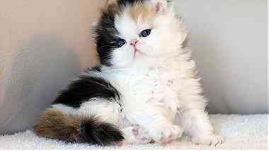 Persian Kittens needs a new home