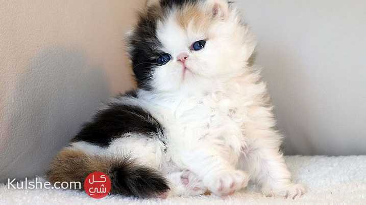 Persian Kittens needs a new home - Image 1