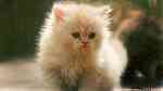 Persian Kittens needs a new home - Image 2