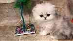 Persian Kittens needs a new home - Image 4