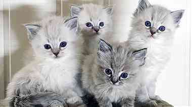 litter of Ragdoll kittens  available