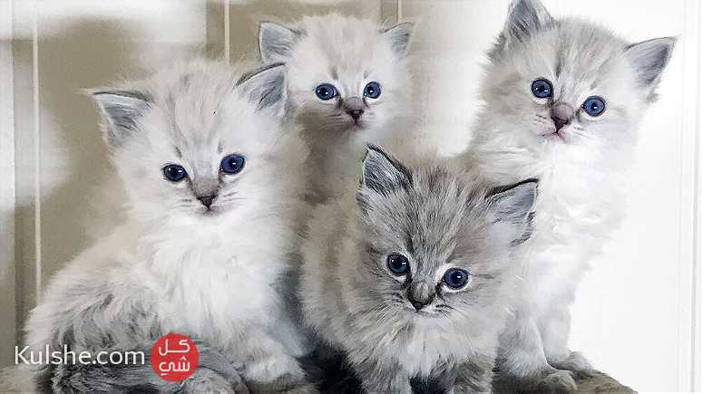 litter of Ragdoll kittens  available - صورة 1