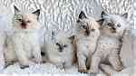 litter of Ragdoll kittens  available - صورة 2