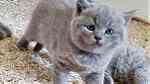 Adorable  British shorthair  Kittens - Image 1