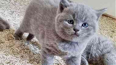 Adorable  British shorthair  Kittens