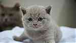 Adorable  British shorthair  Kittens - Image 3