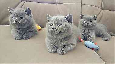Cute Britsh shorthair Kittens