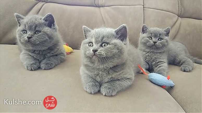 Cute Britsh shorthair Kittens - صورة 1