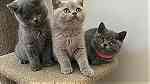 Cute Britsh shorthair Kittens - صورة 2