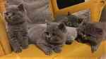 Cute Britsh shorthair Kittens - صورة 4