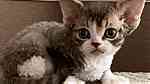Devon rex  kitten available - Image 3