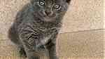 Russian Blue Kittens available - Image 1