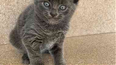 Russian Blue Kittens available