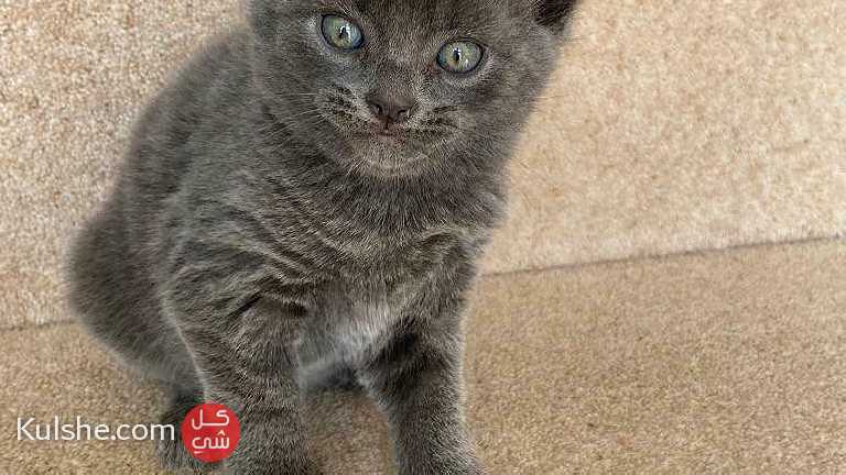 Russian Blue Kittens available - Image 1