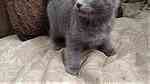 Russian Blue Kittens available - صورة 2