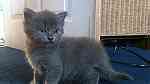 Russian Blue Kittens available - Image 3