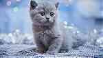 Russian Blue Kittens available - Image 4