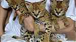 ClassicSavannah Kittens for sale - Image 2