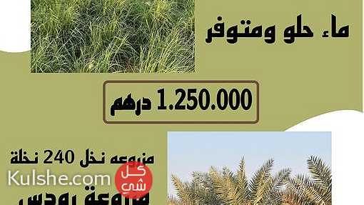 للبيع مزرعة منطقة الختم (دهان شمال ) - Image 1