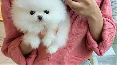 Purebred Teacup Pomeranian Available For sale