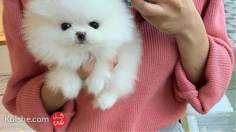 Purebred Teacup Pomeranian Available For sale - صورة 1