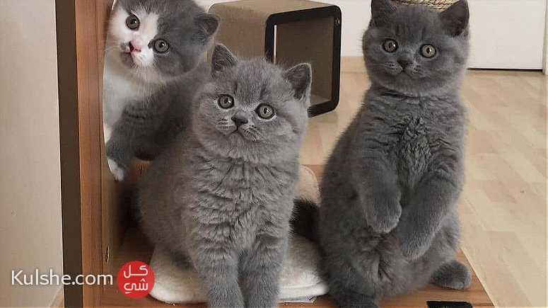 british shorthair kittens for Sale - صورة 1