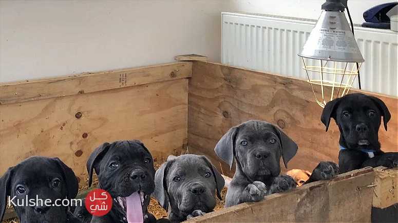 Cane Corso puppies for sale. - صورة 1
