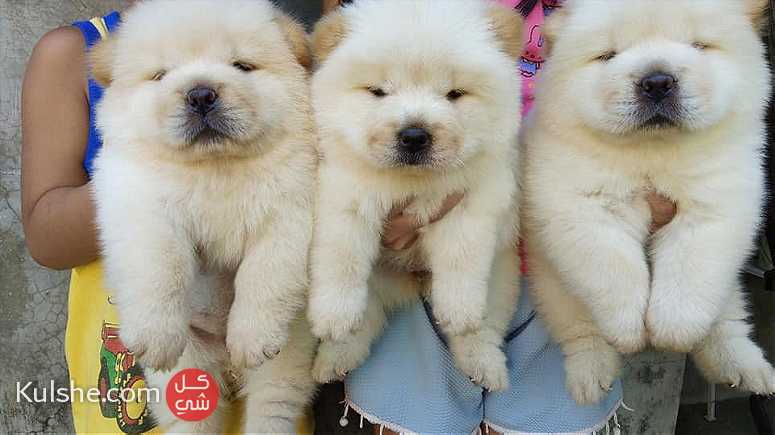 chow chow puppies for Sale - صورة 1