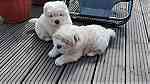 chow chow puppies for Sale - صورة 4
