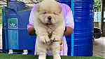 chow chow puppies for Sale - صورة 2
