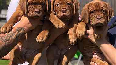Dogue De Bordeaux Puppies for sale ( French Mastiff )