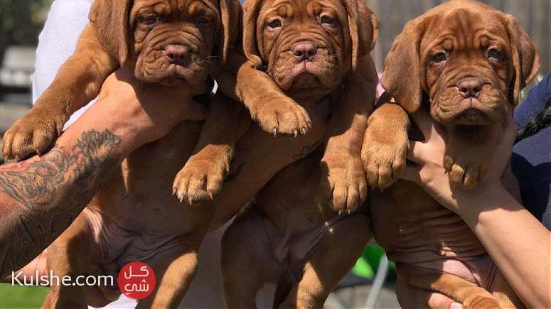 Dogue De Bordeaux Puppies for sale ( French Mastiff ) - صورة 1