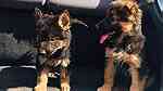 German Shepherd Puppies for sale - Image 2