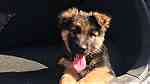 German Shepherd Puppies for sale - Image 1