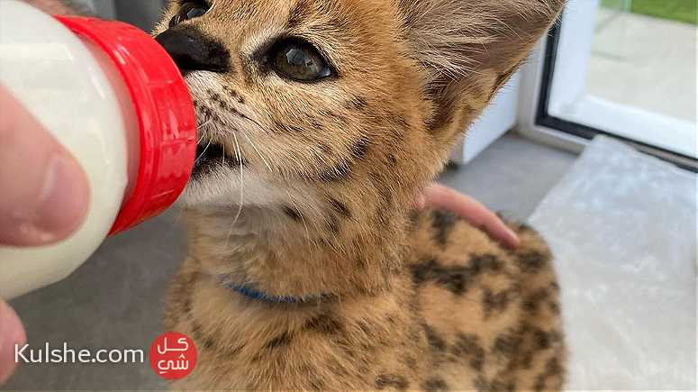 Serval Kittens for adoption - صورة 1